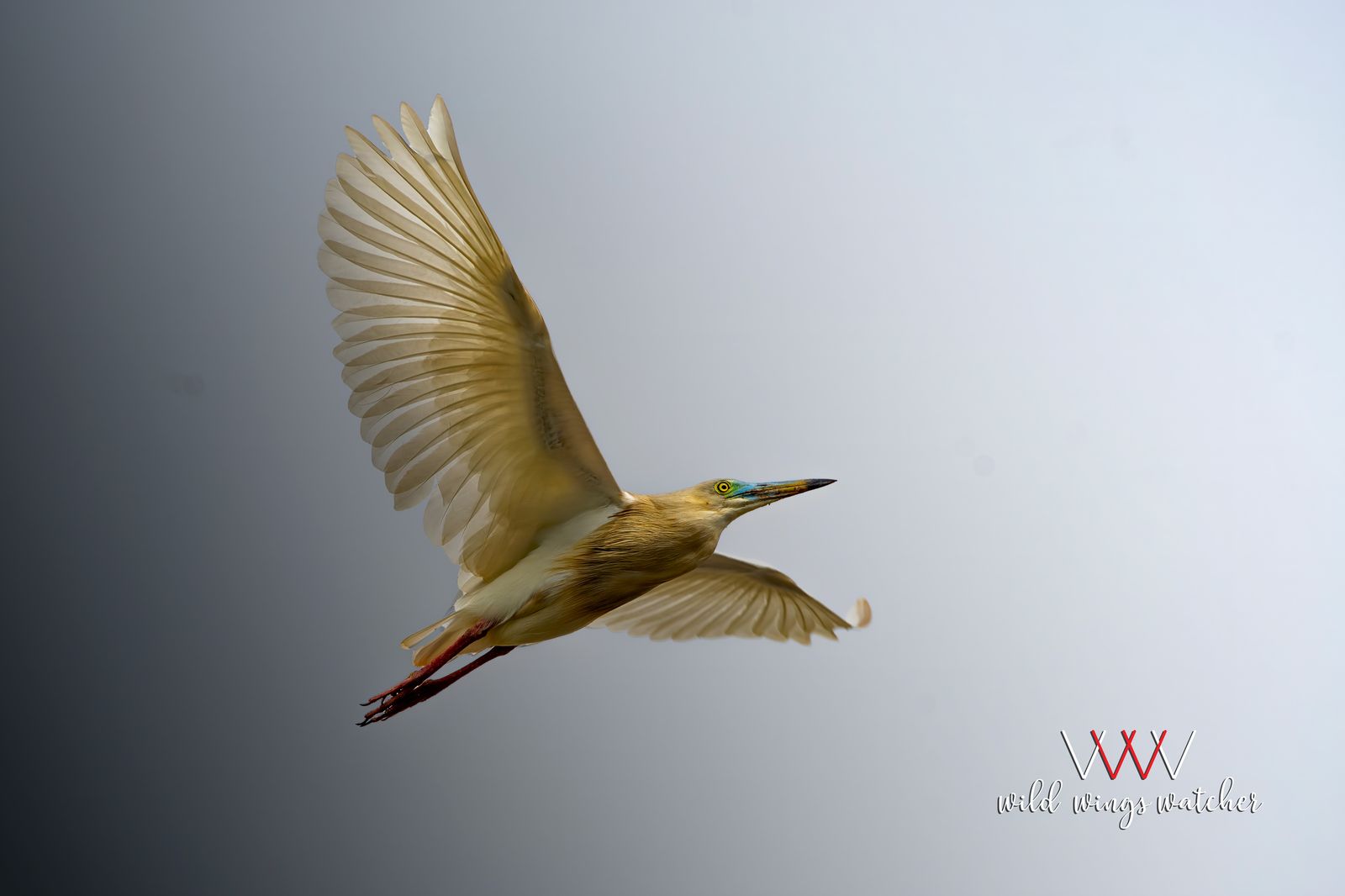 The Indian Pond Heron flight 001